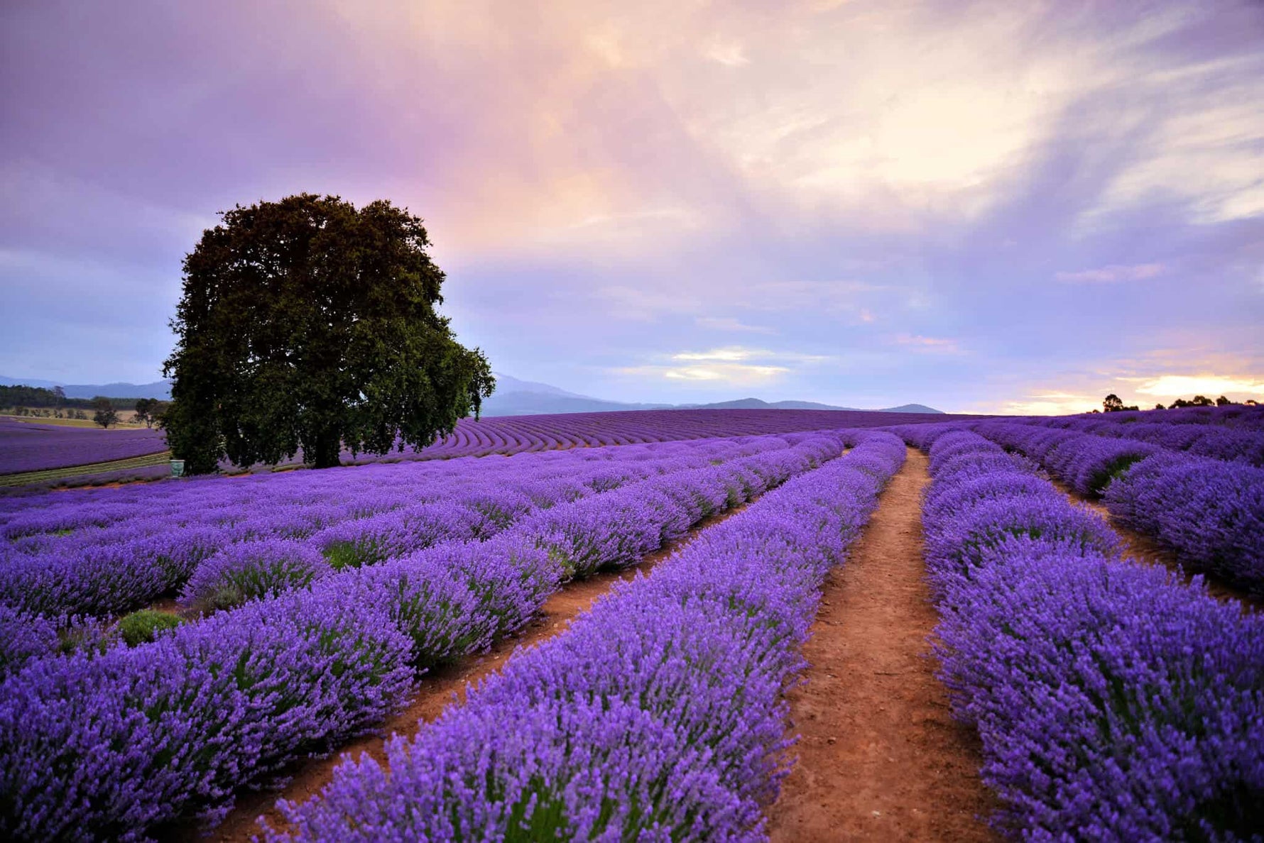 Tasmanian Lavender Essential Oils