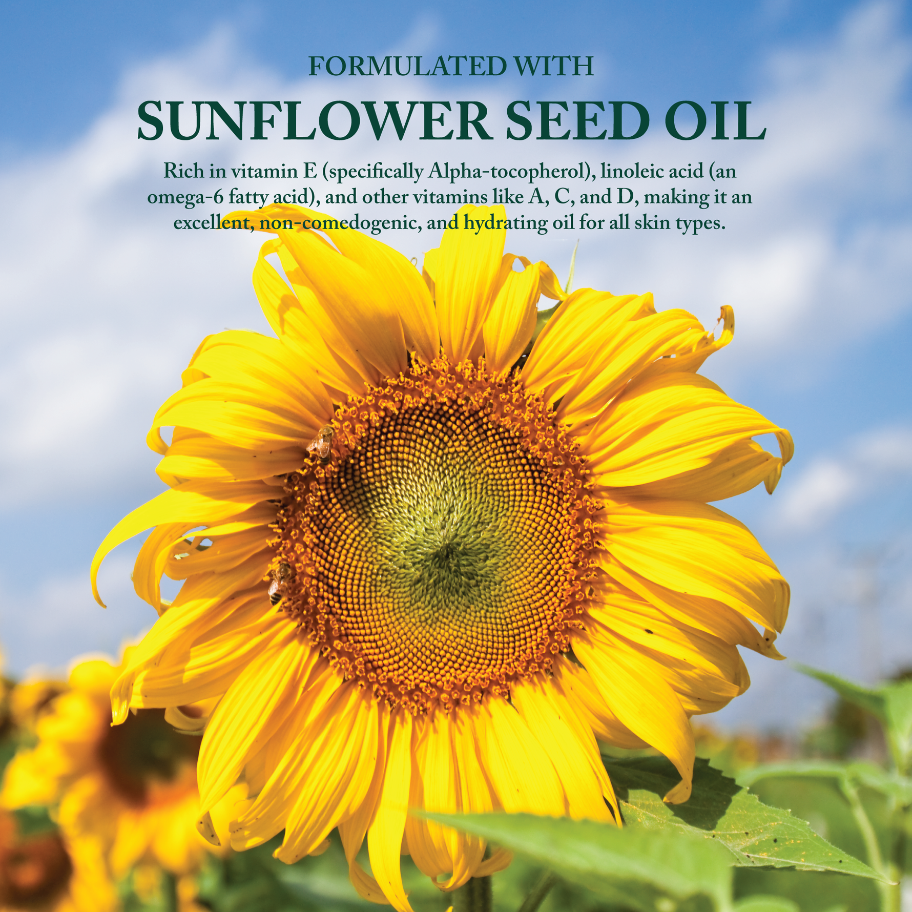 Sunflower Seed Oil Kindred Apothecary