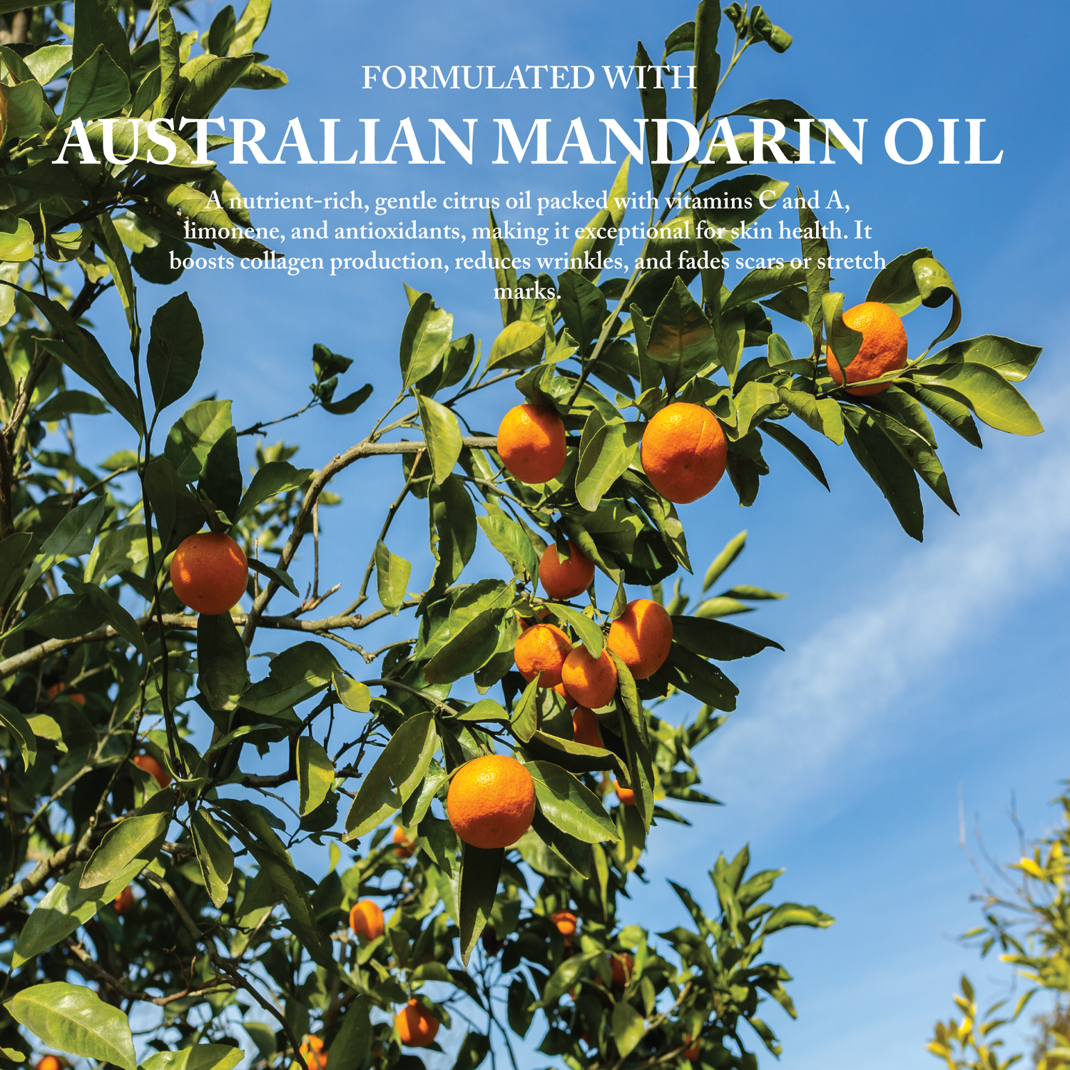 Australian Mandarin Seed Oil