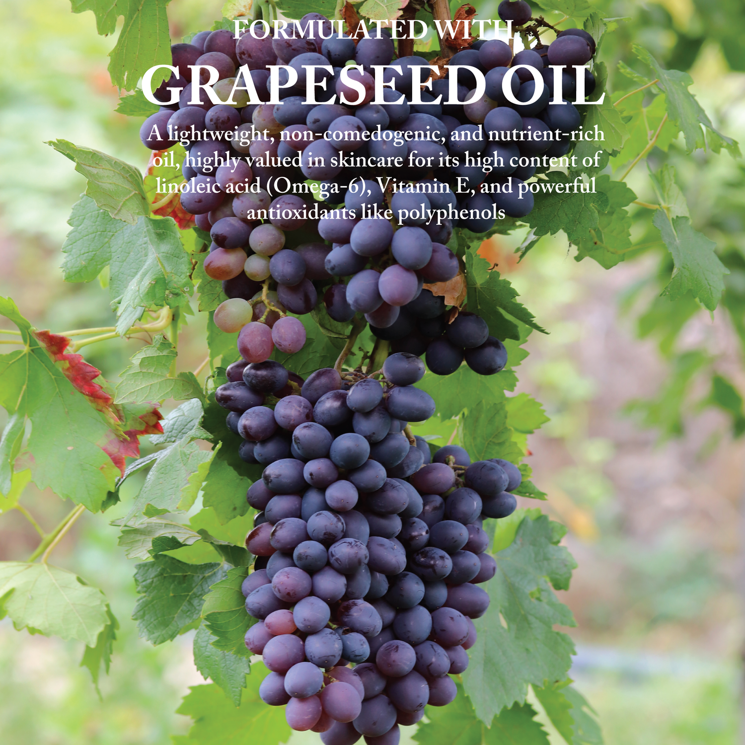 Formulated With Grapeseed Oil