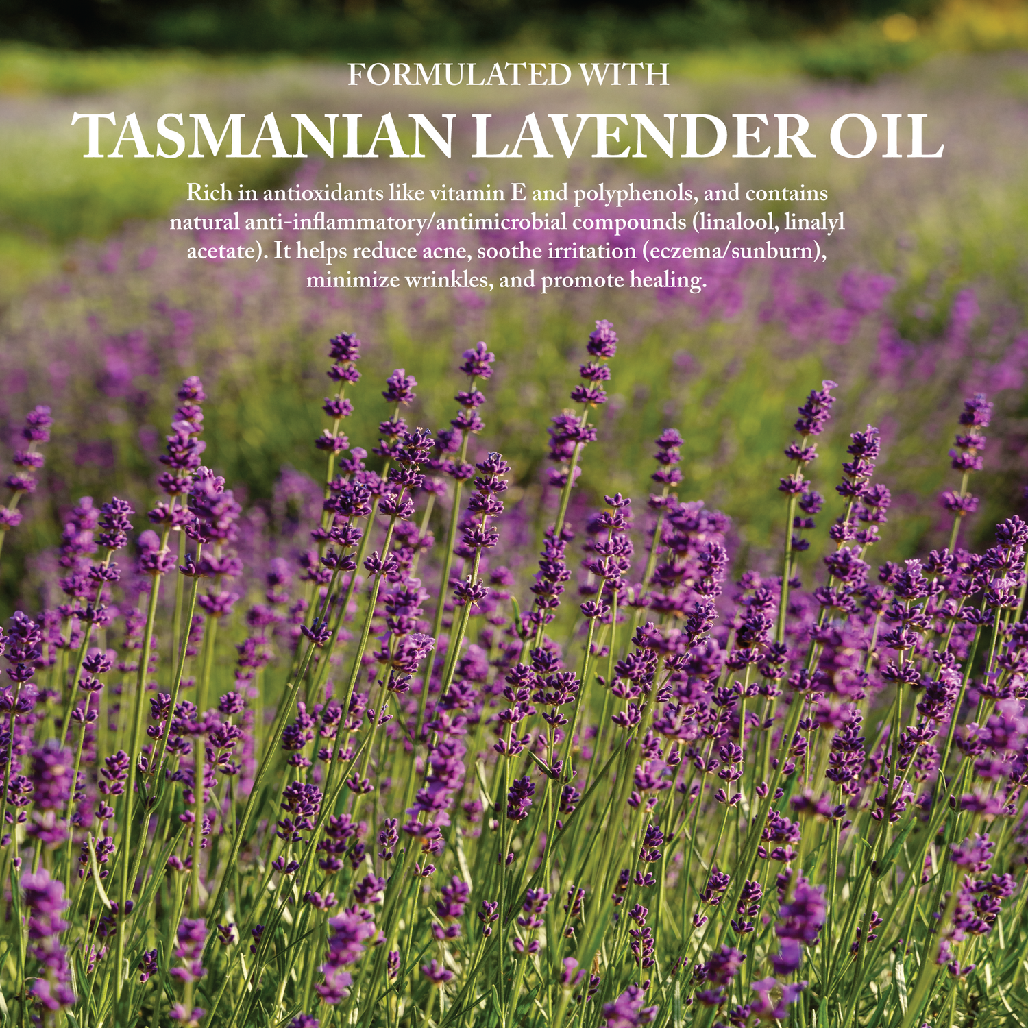Tasmanian Lavender Oil Kindred Apothecary